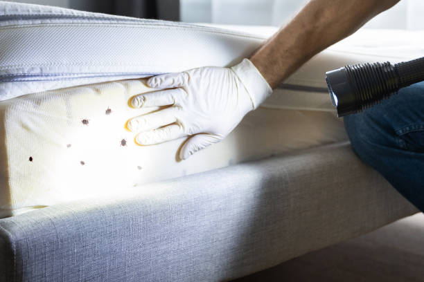 Best Pest Control for Businesses  in Havelock, NC