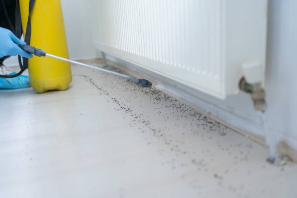 Best Bed Bug Extermination  in Havelock, NC